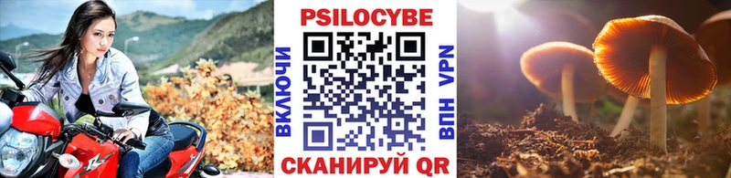 Купить где  Медногорск  Псилоцибиновые грибы мицелий 